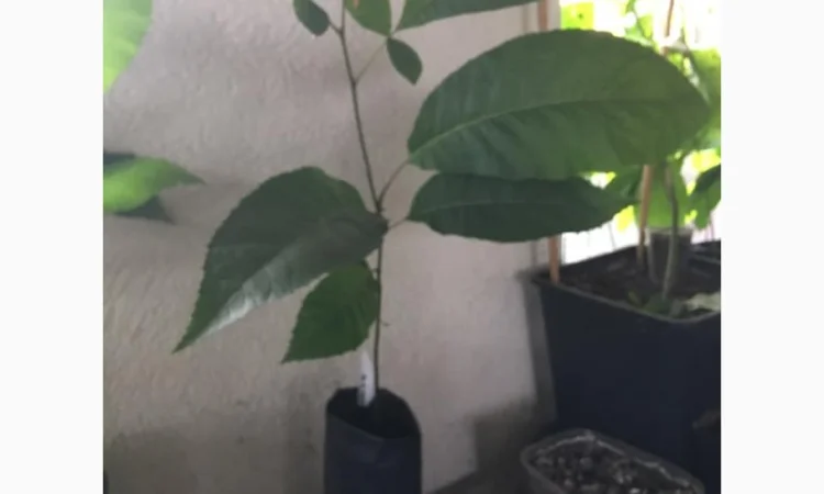 Орех Пекан - фото № 8