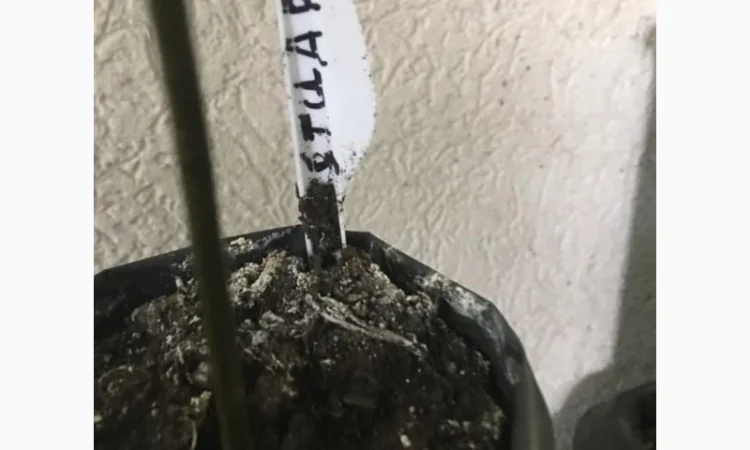 Орех Пекан - фото № 9