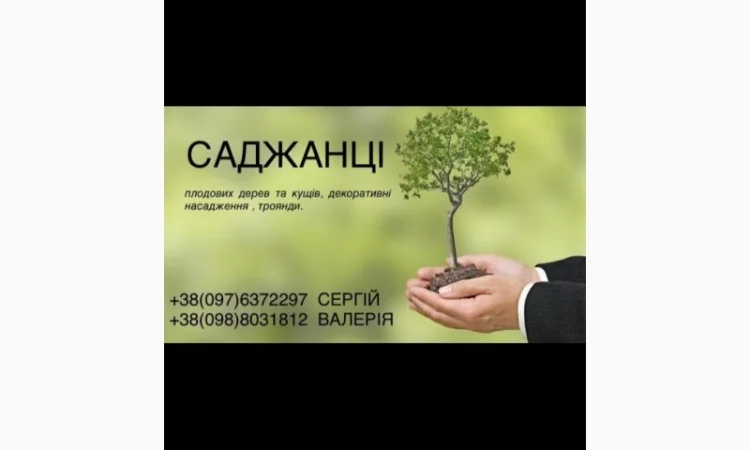 Продам саджанці плодових дерев та кущів, а також декоративних рослин - фото № 1