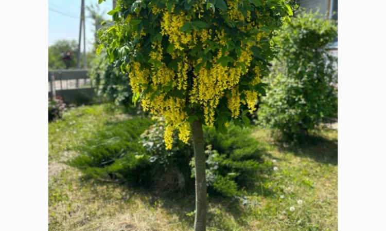 Продам саджанці плодових дерев та кущів, а також декоративних рослин - фото № 7