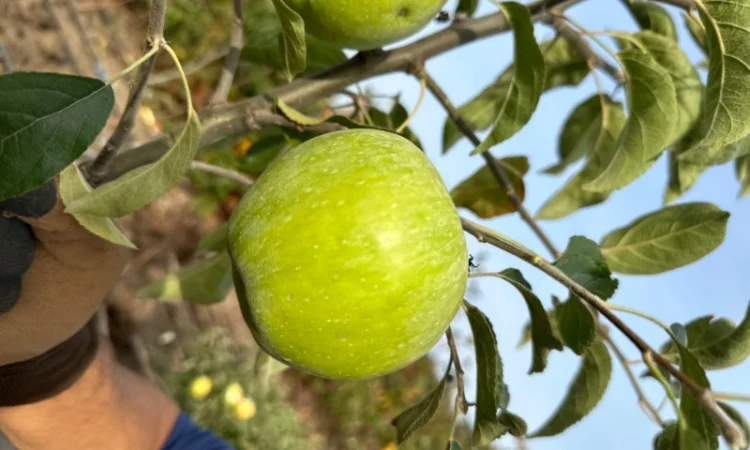 Продам саджанці плодових дерев та кущів, а також декоративних рослин - фото № 18