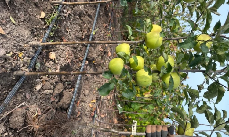 Продам саджанці плодових дерев та кущів, а також декоративних рослин - фото № 16