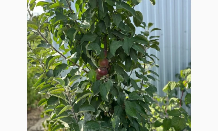 Продам саджанці плодових дерев та кущів, а також декоративних рослин - фото № 15