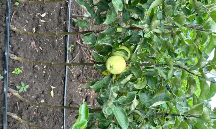 Продам саджанці плодових дерев та кущів, а також декоративних рослин - фото № 14