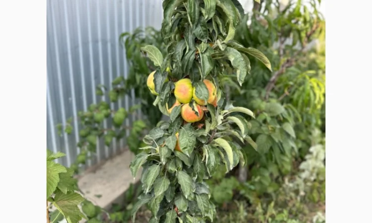 Продам саджанці плодових дерев та кущів, а також декоративних рослин - фото № 13