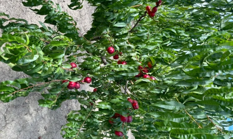 Продам саджанці плодових дерев та кущів, а також декоративних рослин - фото № 12