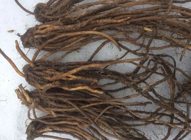 Спаржа саджанці гібриди продам аспарагус - фото № 1