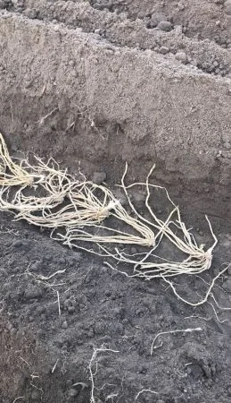 Спаржа саджанці гібриди продам аспарагус - фото № 2