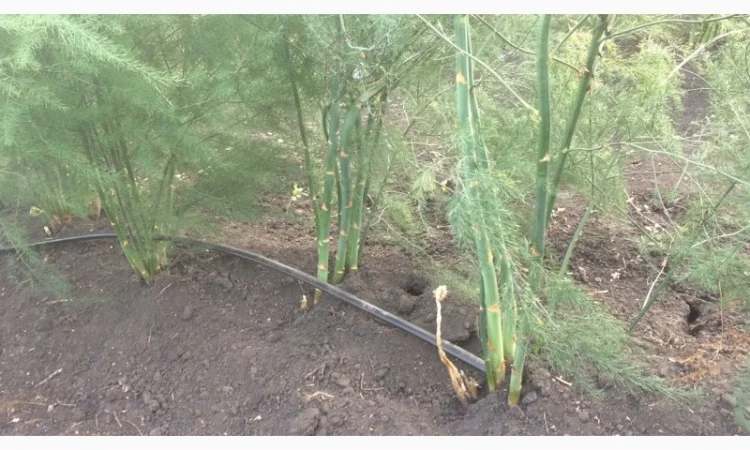 Спаржа саджанці гібриди продам аспарагус - фото № 4