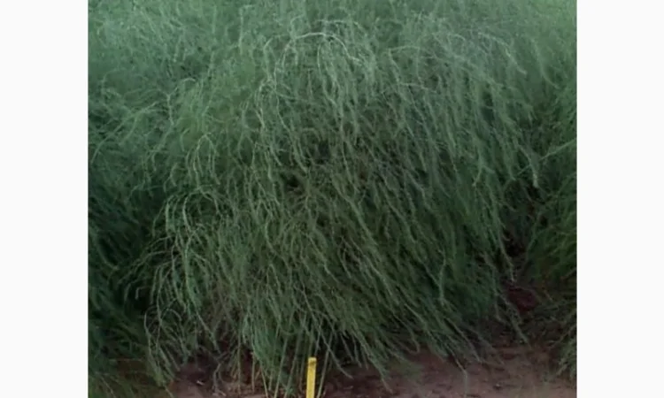 Спаржа саджанці гібриди продам аспарагус - фото № 5