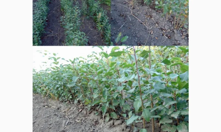 АЛИЧА, ГРУША підщепа, саджанці плодових дерев Летичівського плодорозсадника - фото № 1