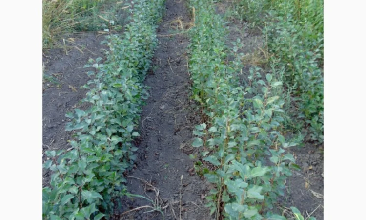 АЛИЧА, ГРУША підщепа, саджанці плодових дерев Летичівського плодорозсадника - фото № 19