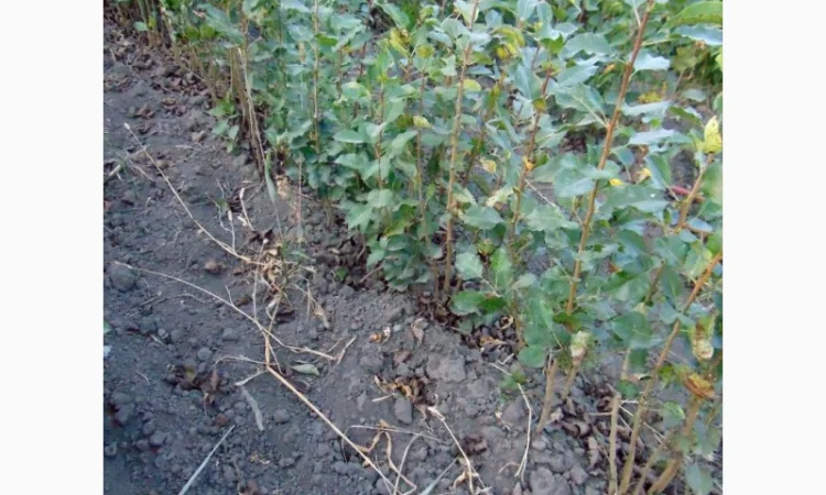 АЛИЧА, ГРУША підщепа, саджанці плодових дерев Летичівського плодорозсадника - фото № 18