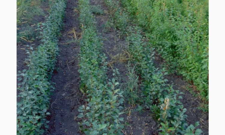 АЛИЧА, ГРУША підщепа, саджанці плодових дерев Летичівського плодорозсадника - фото № 17