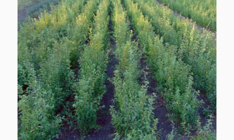 АЛИЧА, ГРУША підщепа, саджанці плодових дерев Летичівського плодорозсадника - фото № 16