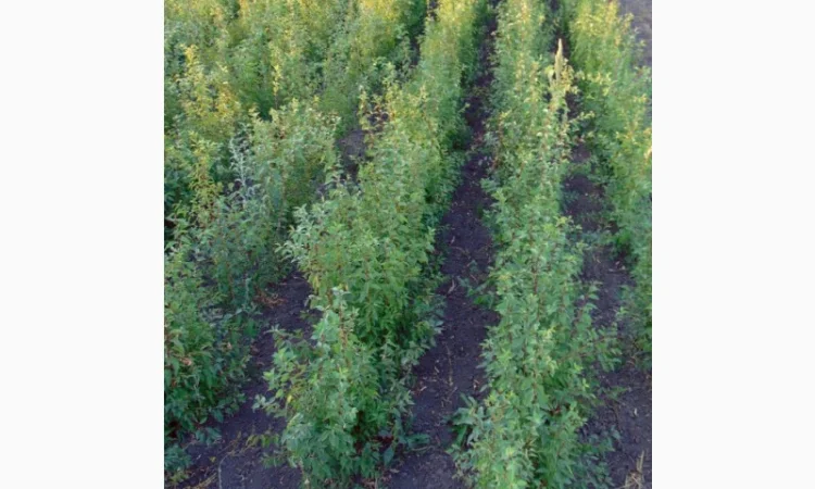 АЛИЧА, ГРУША підщепа, саджанці плодових дерев Летичівського плодорозсадника - фото № 15