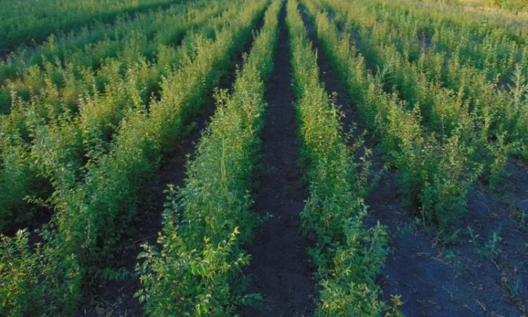 АЛИЧА, ГРУША підщепа, саджанці плодових дерев Летичівського плодорозсадника - фото № 13