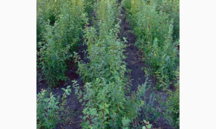 АЛИЧА, ГРУША підщепа, саджанці плодових дерев Летичівського плодорозсадника - фото № 12