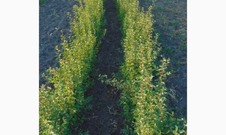 АЛИЧА, ГРУША підщепа, саджанці плодових дерев Летичівського плодорозсадника - фото № 2