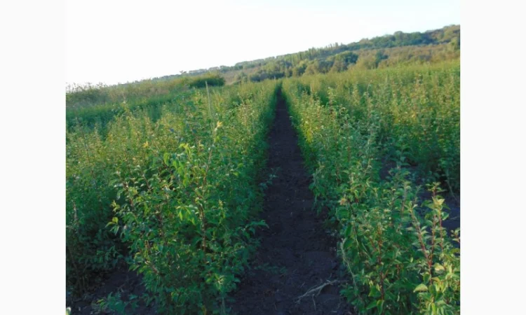 АЛИЧА, ГРУША підщепа, саджанці плодових дерев Летичівського плодорозсадника - фото № 11