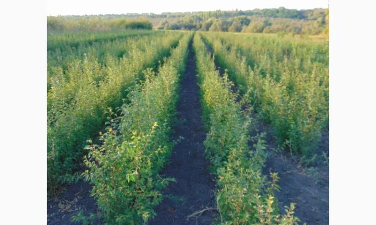 АЛИЧА, ГРУША підщепа, саджанці плодових дерев Летичівського плодорозсадника - фото № 10