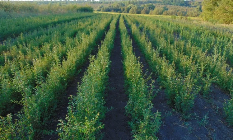 АЛИЧА, ГРУША підщепа, саджанці плодових дерев Летичівського плодорозсадника - фото № 9