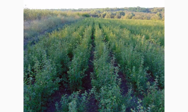 АЛИЧА, ГРУША підщепа, саджанці плодових дерев Летичівського плодорозсадника - фото № 8