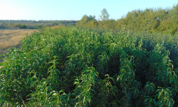 АЛИЧА, ГРУША підщепа, саджанці плодових дерев Летичівського плодорозсадника - фото № 7