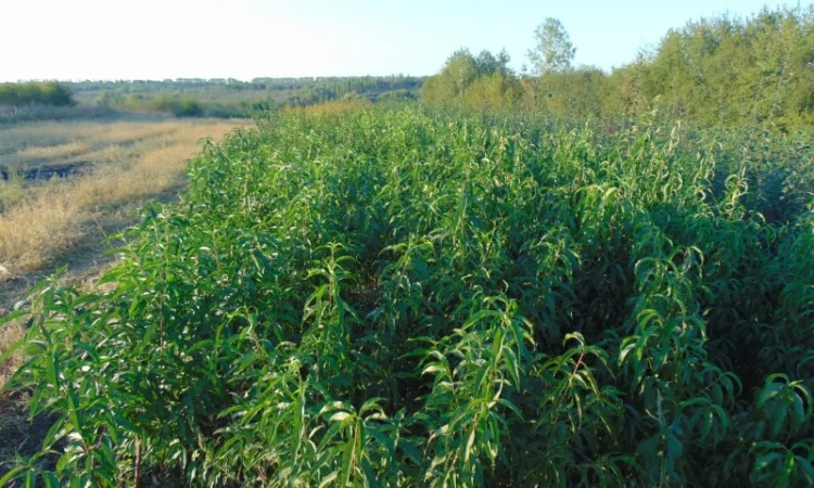 АЛИЧА, ГРУША підщепа, саджанці плодових дерев Летичівського плодорозсадника - фото № 6