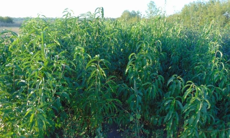 АЛИЧА, ГРУША підщепа, саджанці плодових дерев Летичівського плодорозсадника - фото № 5