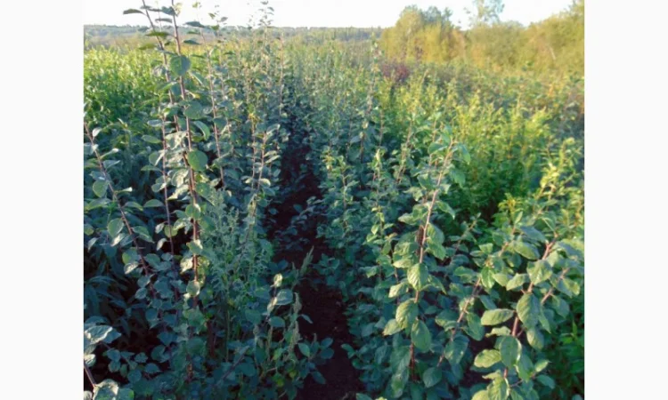 АЛИЧА, ГРУША підщепа, саджанці плодових дерев Летичівського плодорозсадника - фото № 4