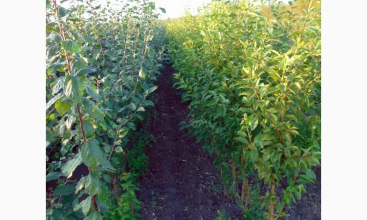 АЛИЧА, ГРУША підщепа, саджанці плодових дерев Летичівського плодорозсадника - фото № 3