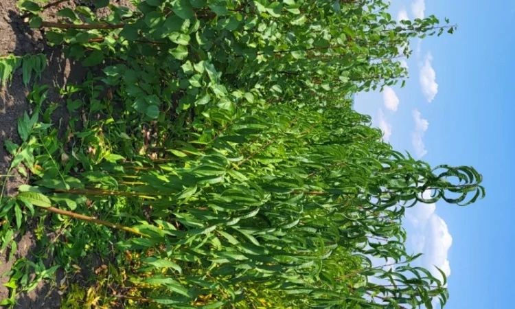 Продам саджанці персика та абрикоса, є багато нових, сортів - фото № 1