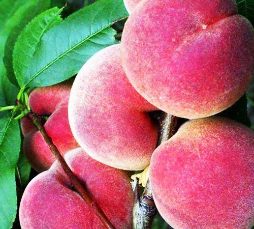 Набор колоновидных деревьев 6 шт.(персик, абрикос, яблоня, груша, слива, вишня) - фото № 1