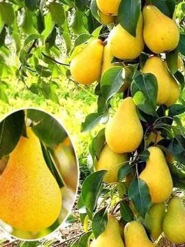 Набор колоновидных деревьев 6 шт.(персик, абрикос, яблоня, груша, слива, вишня) - фото № 2