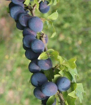 Набор колоновидных деревьев 6 шт.(персик, абрикос, яблоня, груша, слива, вишня) - фото № 6