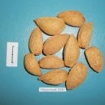 Мигдаль щеплений - фото № 1