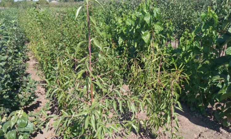 Мигдаль щеплений - фото № 2