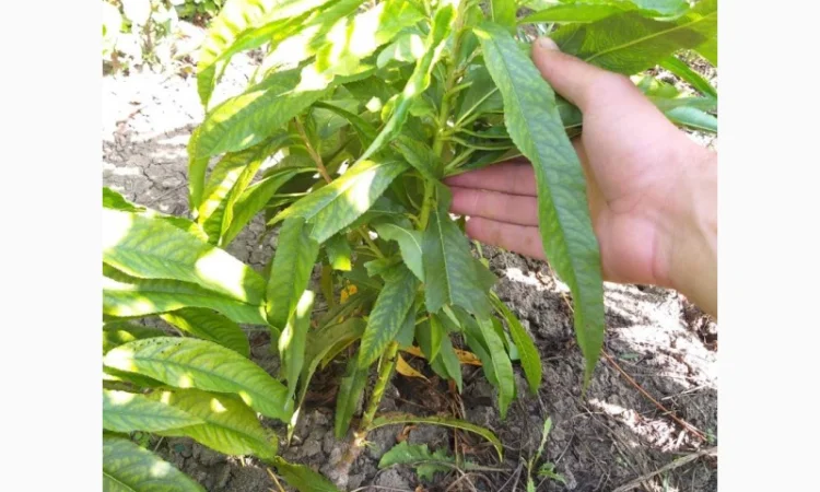 Саженцы колоновидных деревьев - фото № 1