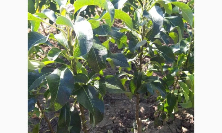 Саженцы колоновидных деревьев - фото № 2