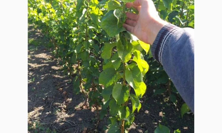 Саженцы колоновидных деревьев - фото № 4