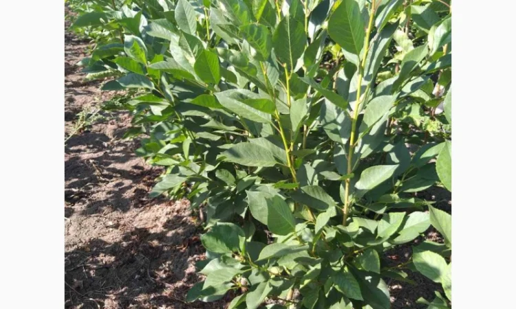 Саженцы колоновидных деревьев - фото № 5