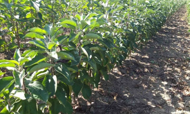 Саженцы колоновидных деревьев - фото № 6