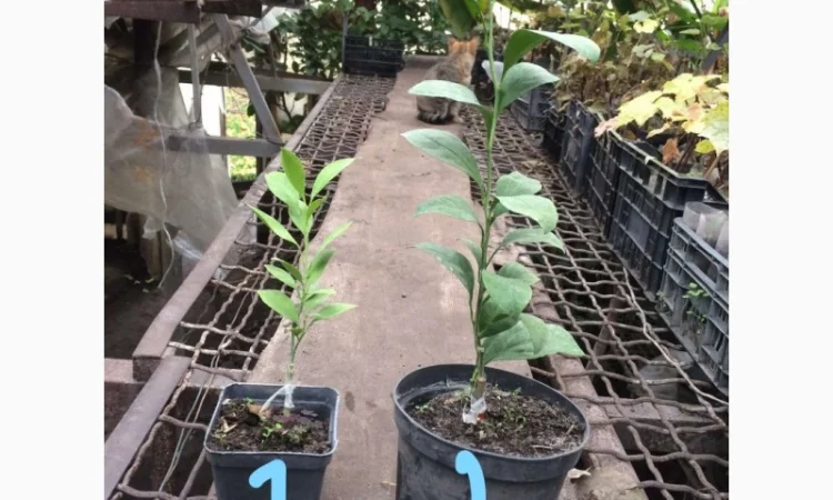 Саженцы привитого мандарина - фото № 1