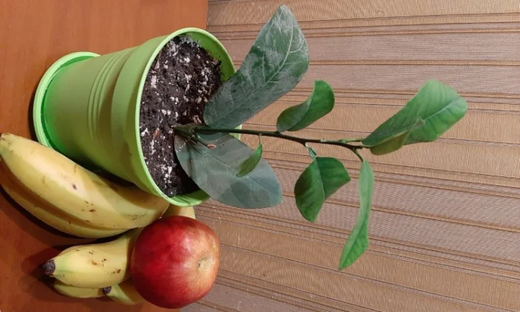 Саженцы лимона сорта Пандероза 1лет, Мейер 2хлет и Павловский 2 лет - фото № 3