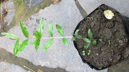 Гранат Гюлоша розовая - фото № 1