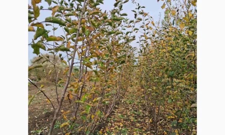 Продам саджанці яблука, груші, горіха - фото № 1