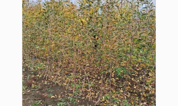 Продам саджанці яблука, груші, горіха - фото № 2