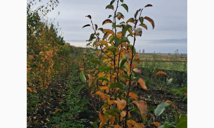 Продам саджанці яблука, груші, горіха - фото № 3