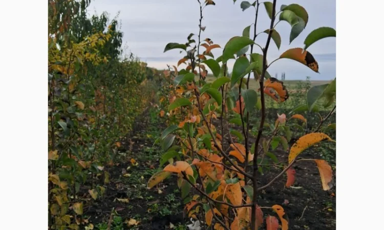 Продам саджанці яблука, груші, горіха - фото № 4